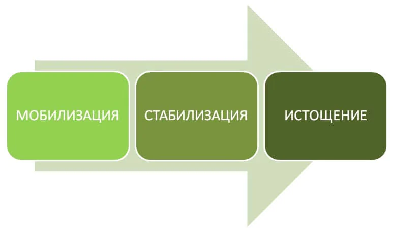  мобилизация, стабилизация и истощение.