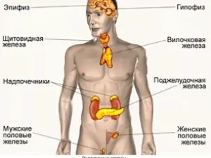 Консультация эндокринолога